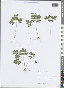 Adoxa moschatellina L., Eastern Europe, Moscow region (E4a) (Russia)