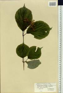 Viburnum wrightii Miq., Siberia, Russian Far East (S6) (Russia)