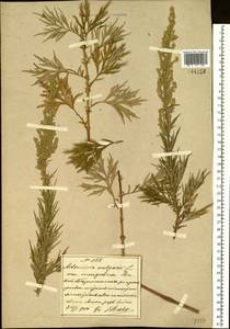 Artemisia mongolica (Fisch. ex Besser) Nakai, South Asia, South Asia (Asia outside ex-Soviet states and Mongolia) (ASIA) (China)