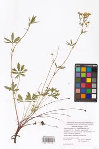 Potentilla longipes Ledeb., Eastern Europe, Eastern region (E10) (Russia)