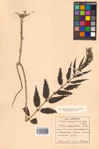 Urtica dioica var. holosericea Fr., Siberia, Russian Far East (S6) (Russia)