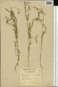 Camelina alyssum (Mill.) Thell., Eastern Europe, Central region (E4) (Russia)
