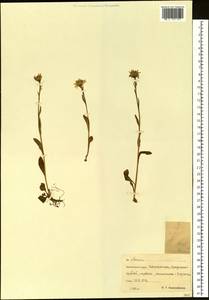 Tephroseris subfrigida (Kom.) Holub, Siberia, Chukotka & Kamchatka (S7) (Russia)