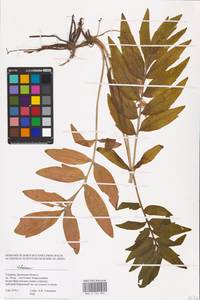 Valeriana, Eastern Europe, South Ukrainian region (E12) (Ukraine)