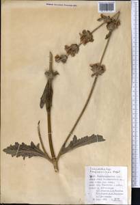 Phlomoides kaufmanniana (Regel) Adylov, Kamelin & Makhm., Middle Asia, Pamir & Pamiro-Alai (M2) (Uzbekistan)