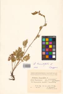 Artemisia tanacetifolia L., Eastern Europe, Eastern region (E10) (Russia)