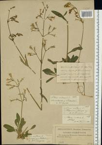 Silene nutans, Eastern Europe, North-Western region (E2) (Russia)