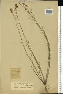 Sisymbrium polymorphum (Murray) Roth, Eastern Europe, Eastern region (E10) (Russia)