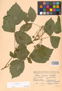 Rubus caesius L., Eastern Europe, Western region (E3) (Russia)