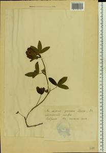 Trifolium alpestre L., Eastern Europe, Estonia (E2c) (Estonia)