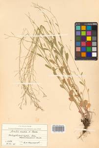 Arabidopsis lyrata subsp. petraea (L.) O'Kane & Al-Shehbaz, Siberia, Russian Far East (S6) (Russia)