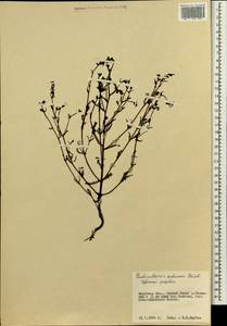 Pedicularis adunca Bieb. ex Stev., Siberia, Russian Far East (S6) (Russia)
