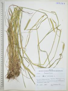Phleum pratense L., Siberia, Russian Far East (S6) (Russia)