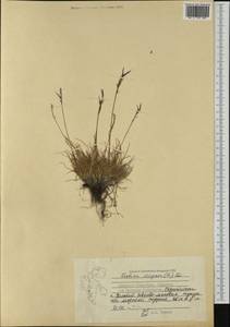 Festuca vivipara (L.) Sm., Western Europe (EUR) (Svalbard and Jan Mayen)