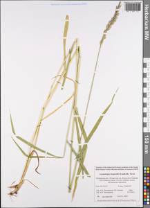 Elyleymus bergrothii (H.Lindb.) Conert, Eastern Europe, Northern region (E1) (Russia)