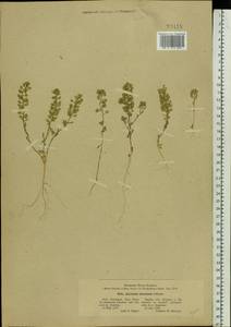 Alyssum turkestanicum Regel & Schmalh., Eastern Europe, North Ukrainian region (E11) (Ukraine)