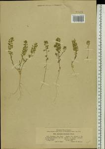 Alyssum turkestanicum Regel & Schmalh. ex Regel, Eastern Europe, North Ukrainian region (E11) (Ukraine)