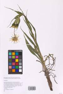 Tragopogon, Eastern Europe, Eastern region (E10) (Russia)