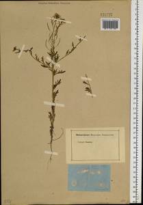 Dontostemon pinnatifidus subsp. pinnatifidus, Siberia, Baikal & Transbaikal region (S4) (Russia)