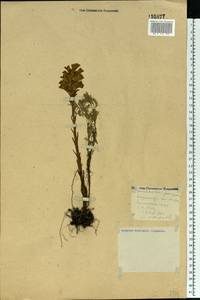 Phelipanche purpurea, Eastern Europe, Central forest-and-steppe region (E6) (Russia)