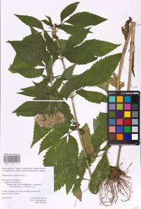 Eupatorium cannabinum L., Eastern Europe, Central forest-and-steppe region (E6) (Russia)