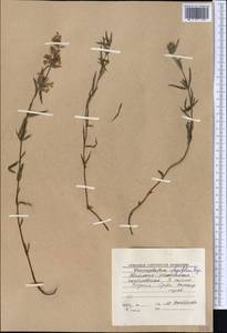 Dracocephalum integrifolium Bunge, Middle Asia, Western Tian Shan & Karatau (M3) (Kyrgyzstan)