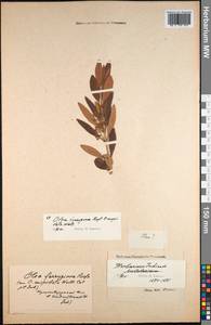 Olea europaea subsp. cuspidata (Wall. & G.Don) Cif., South Asia, South Asia (Asia outside ex-Soviet states and Mongolia) (ASIA) (India)
