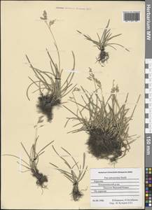 Poa humilis Ehrh. ex Hoffm., Eastern Europe, Northern region (E1) (Russia)