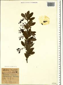 Berberis vulgaris L., Caucasus, Azerbaijan (K6) (Azerbaijan)
