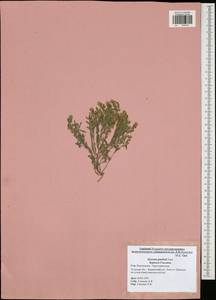 Alyssum gmelinii Jord. & Fourr., Eastern Europe, Central region (E4) (Russia)