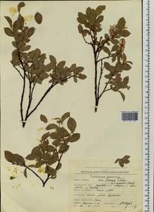 Salix saxatilis Turcz., Siberia, Chukotka & Kamchatka (S7) (Russia)