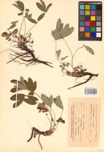 Potentilla alba L., Eastern Europe, Central forest-and-steppe region (E6) (Russia)