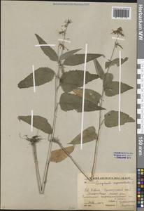 Campanula rapunculoides L., Caucasus, Krasnodar Krai & Adygea (K1a) (Russia)