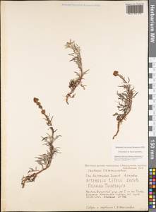 Artemisia tilesii Ledeb., Siberia, Yakutia (S5) (Russia)