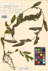 Potamogeton cognatus Asch. & Graebn., Eastern Europe, Central region (E4) (Russia)