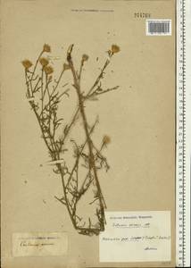 Centaurea arenaria M. Bieb. ex Willd., Eastern Europe, Lower Volga region (E9) (Russia)