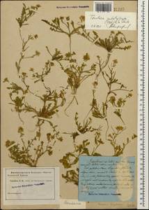 Neotorularia contortuplicata (Stephan) Hedge & J. Léonard, Caucasus (no precise locality) (K0)