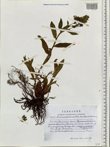 Pulmonaria mollis Wulfen ex Hornem., Siberia, Altai & Sayany Mountains (S2) (Russia)