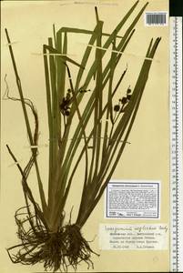Sparganium erectum subsp. neglectum (Beeby) K.Richt., Eastern Europe, Moscow region (E4a) (Russia)