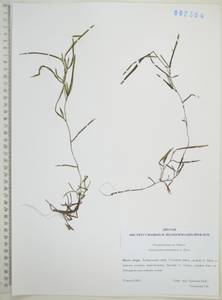 Potamogeton maackianus A.Benn., Siberia, Russian Far East (S6) (Russia)