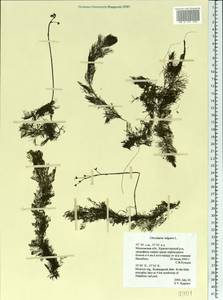 Utricularia vulgaris L., Eastern Europe, Moscow region (E4a) (Russia)