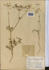 Elwendia chaerophylloides (Regel & Schmalh.) Pimenov & Kljuykov, Middle Asia, Pamir & Pamiro-Alai (M2) (Uzbekistan)