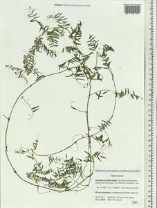 Vicia cracca L., Siberia, Baikal & Transbaikal region (S4) (Russia)