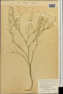 Camelina laxa C. A. Mey., Caucasus, Armenia (K5) (Armenia)