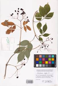 Sambucus nigra L., Eastern Europe, South Ukrainian region (E12) (Ukraine)