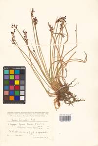 Juncus beringensis Buchenau, Siberia, Russian Far East (S6) (Russia)