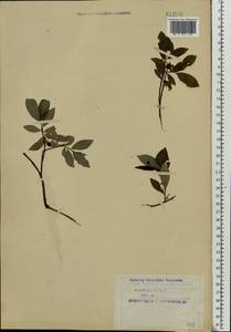 Salix phylicifolia L., Eastern Europe, Northern region (E1) (Russia)