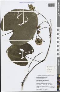 Dioscorea bulbifera L., South Asia, South Asia (Asia outside ex-Soviet states and Mongolia) (ASIA) (Vietnam)