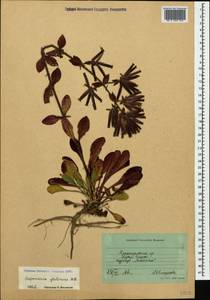 Saponaria glutinosa M. Bieb., Caucasus, Black Sea Shore (from Novorossiysk to Adler) (K3) (Russia)