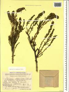 Myricaria squamosa Desv., Caucasus, Dagestan (K2) (Russia)